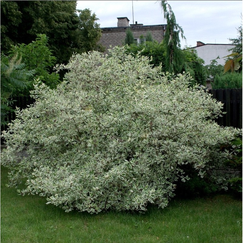 Sedula baltoji „Elegantissima“