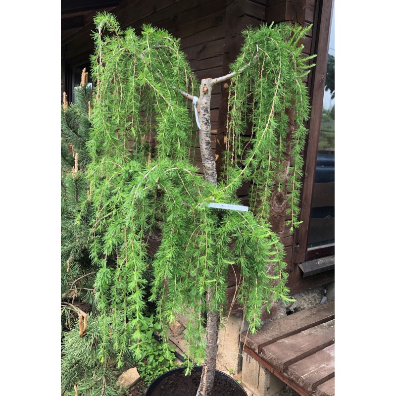 Maumedis europinis „Pendula“