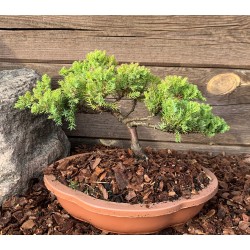 Kadagys gulsčiasis (plėtrusis) „Nana“ bonsai