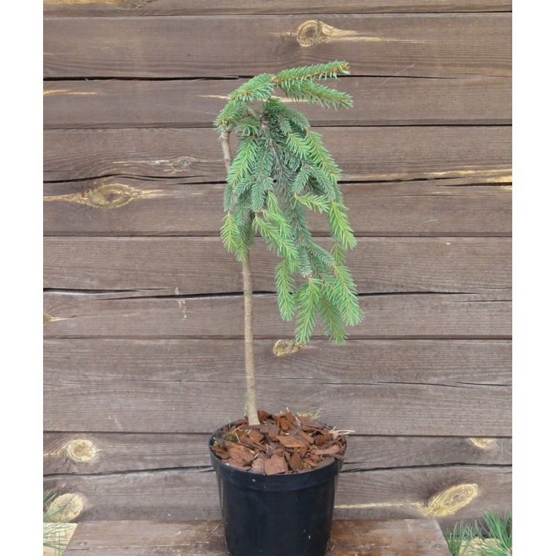 Eglė paprastoji „Inversa“