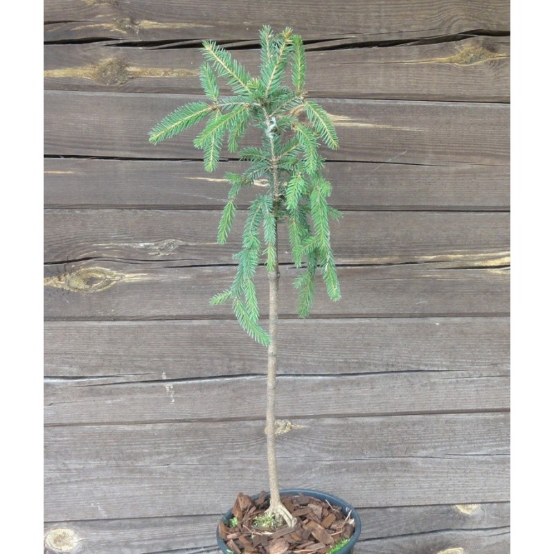 Eglė paprastoji „Inversa“