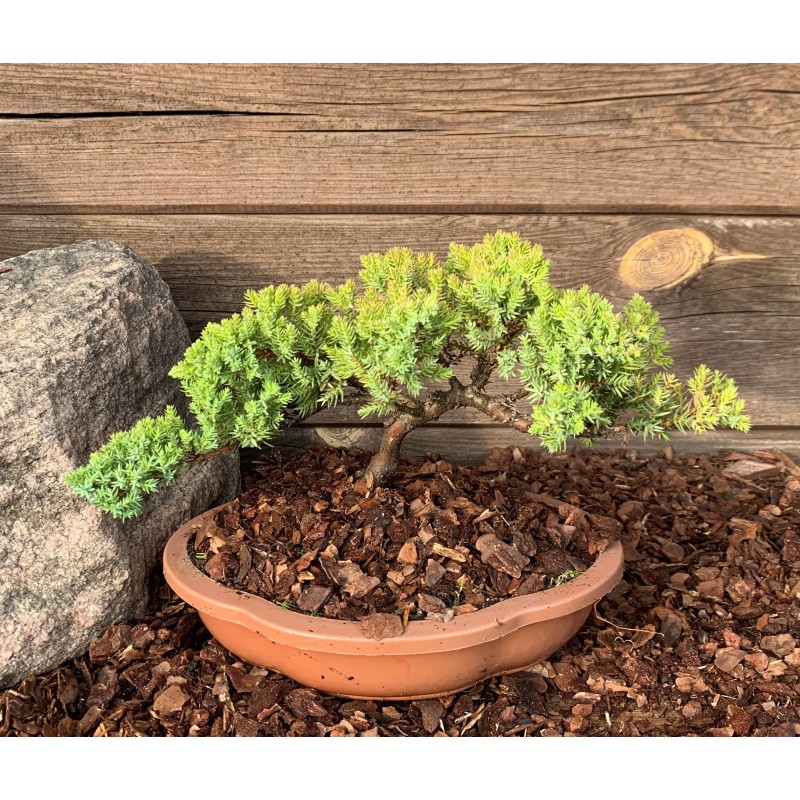 Kadagys gulsčiasis (plėtrusis) „Nana“ bonsai