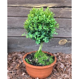 Buksmedis paprastasis „Suffruticosa“ topiary bonsai